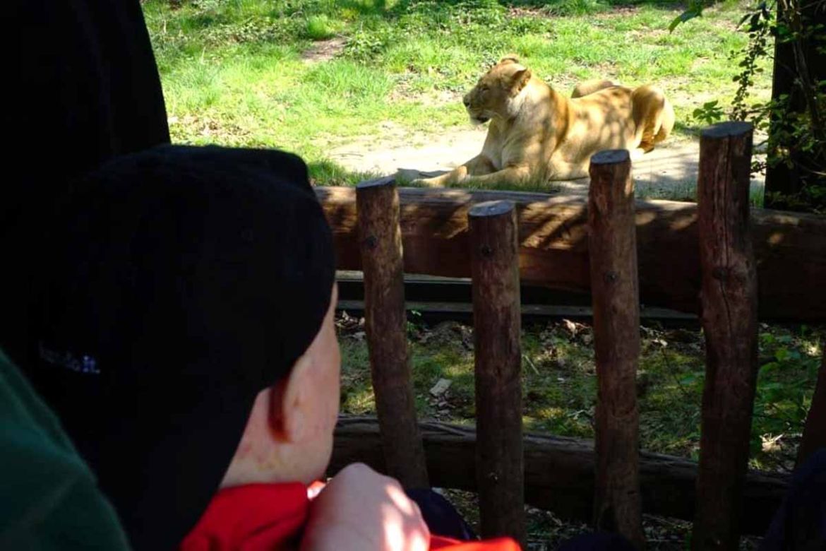 Löwe im Gehege.jpg