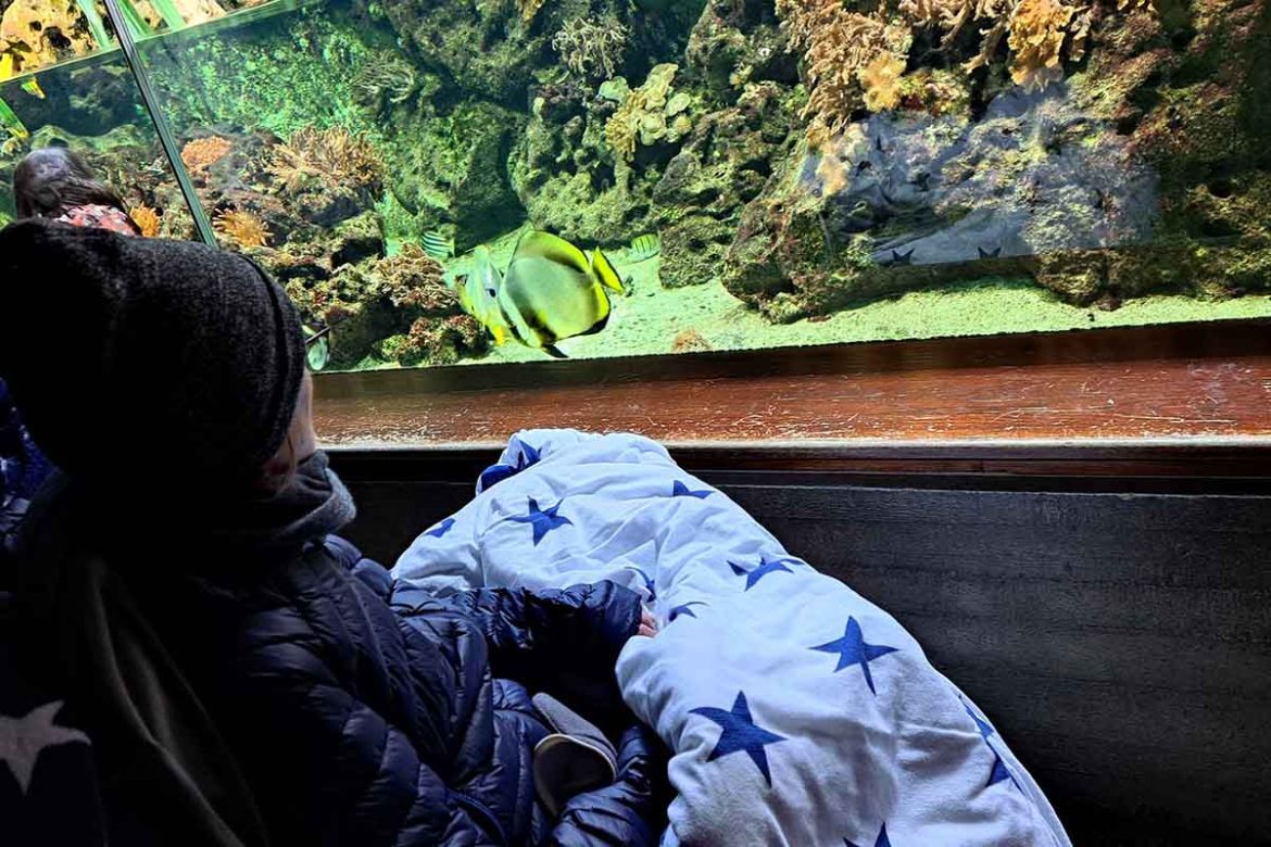 Fahrgast schaut ins Aquarium.jpg