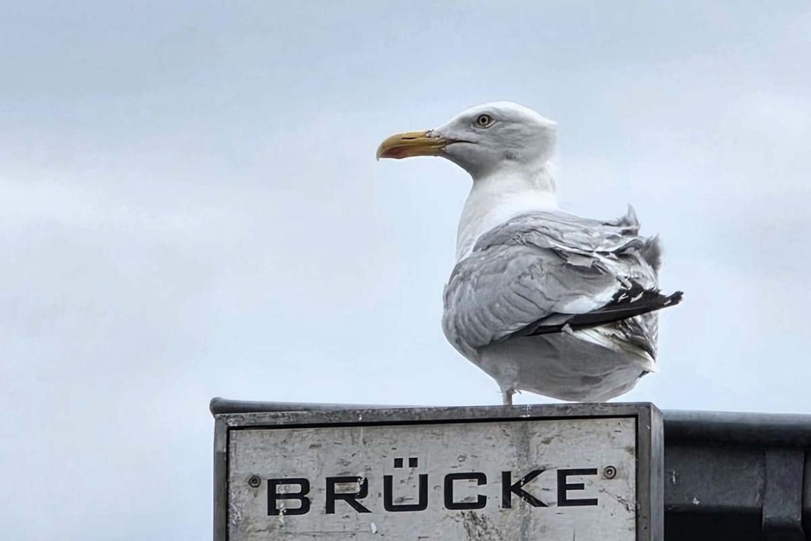 Möwe auf Brücke 2.jpg