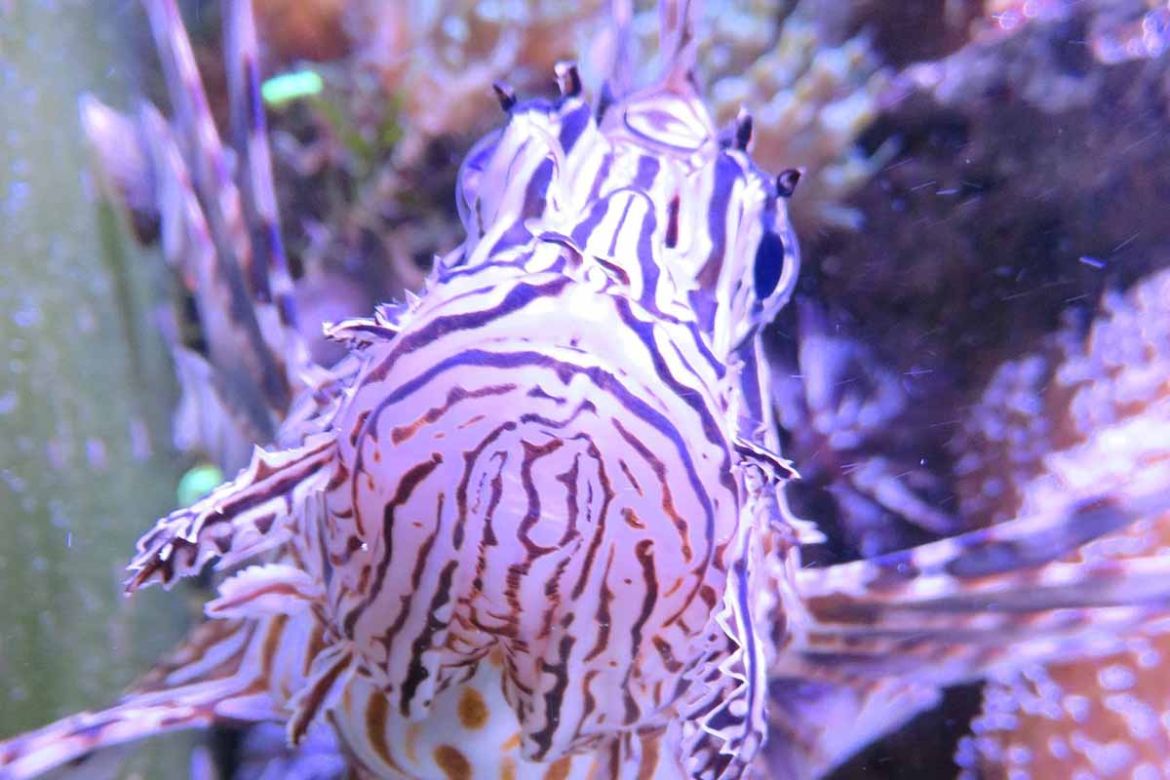 Feuerfisch.jpg