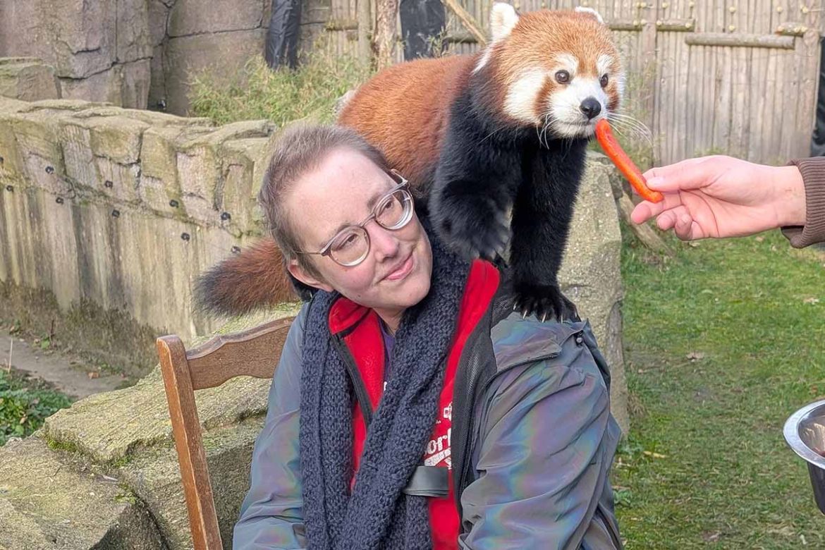 Roter Panda auf Schultern.jpg