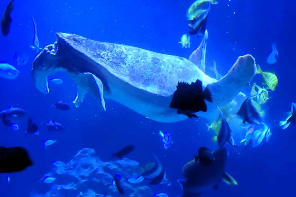 Aquarium.jpg