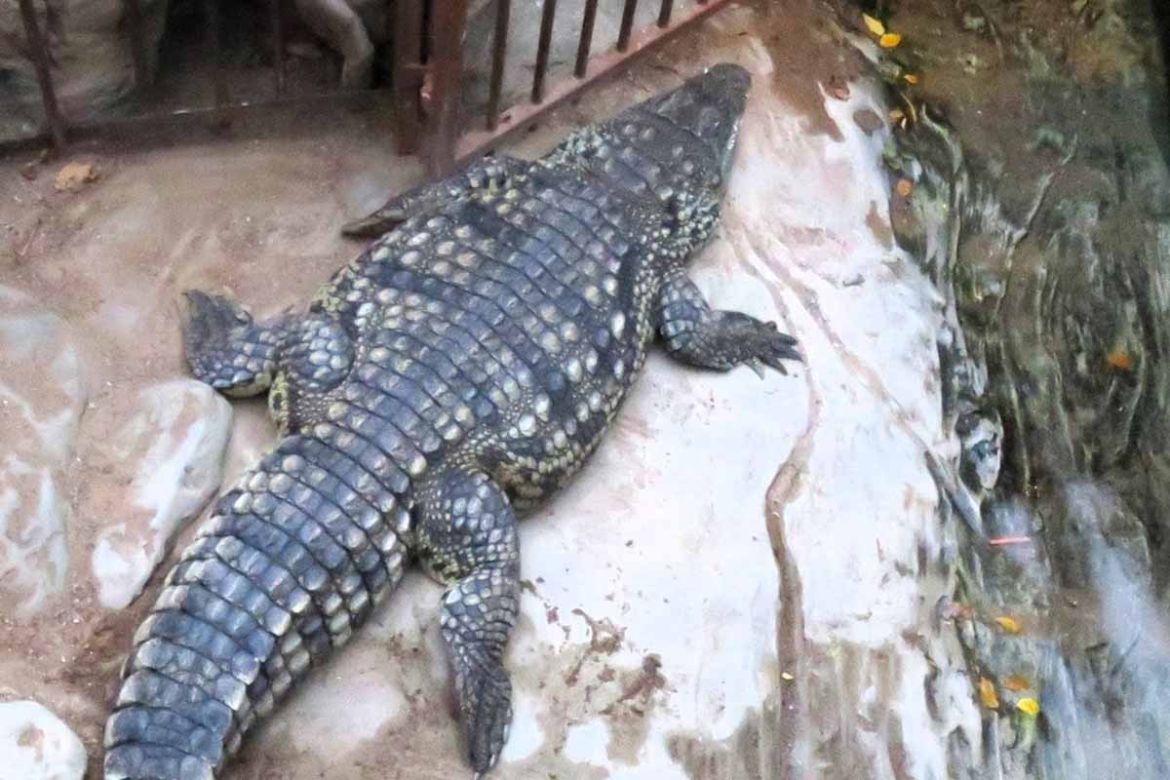 Krokodil.jpg