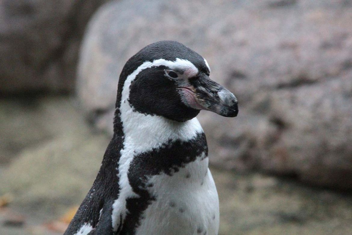 Pinguin.jpg
