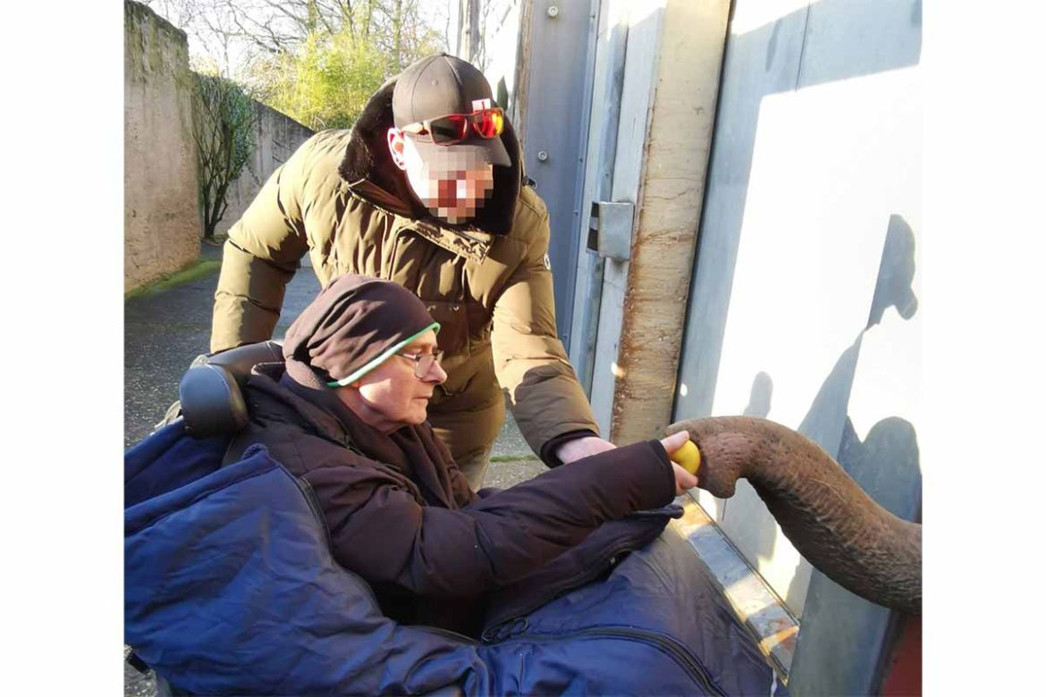 Fahrgast füttert Elefant 2.jpg