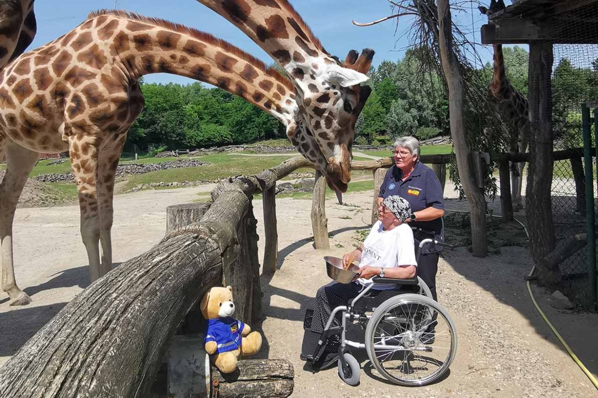 Fahrgast mit Giraffen.jpg