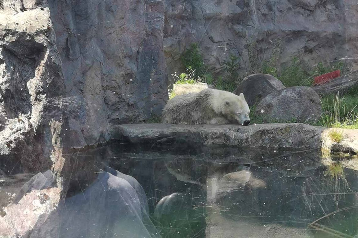 Eisbär.jpg